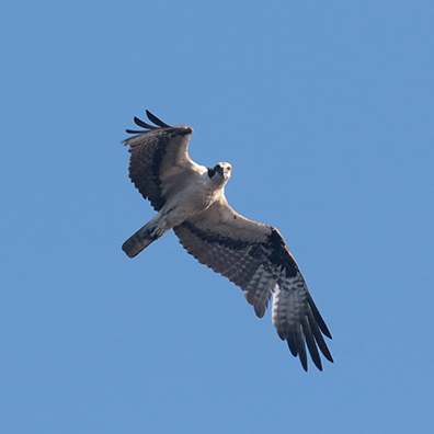 Osprey